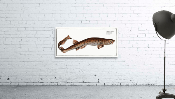 Bounce Squalus Canicula Wall Preview