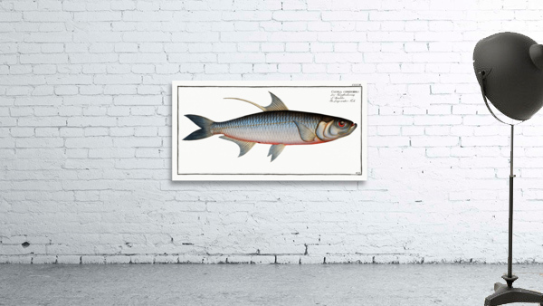 Deep-water Fish Clupea cyprinoides Wall Preview