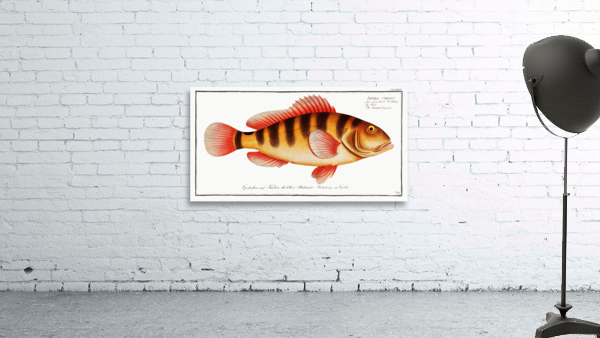 Streaked Grunt Anthias striatus Wall Preview