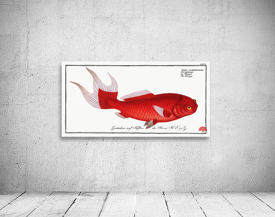 Telescope Cyprinus macrophthalmus Wall Preview