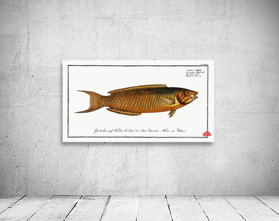 Green Wrasse Labrus viridis Wall Preview