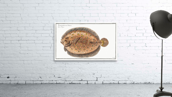 Argus-Flounder Pleuronectes Argus Wall Preview