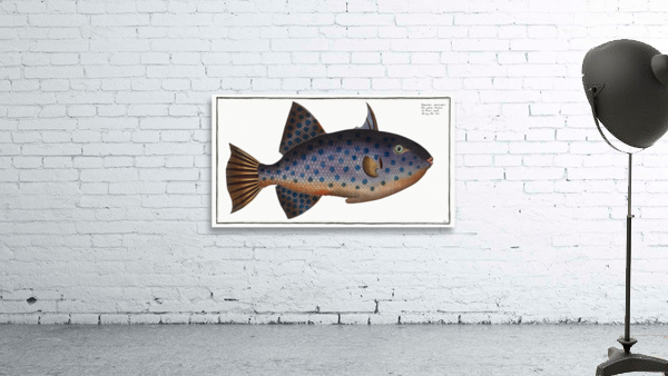 Long File-Fish Balistes maculatus Wall Preview