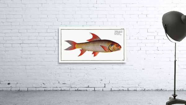 Sickle-Carp Cyprinus falcatus Wall Preview