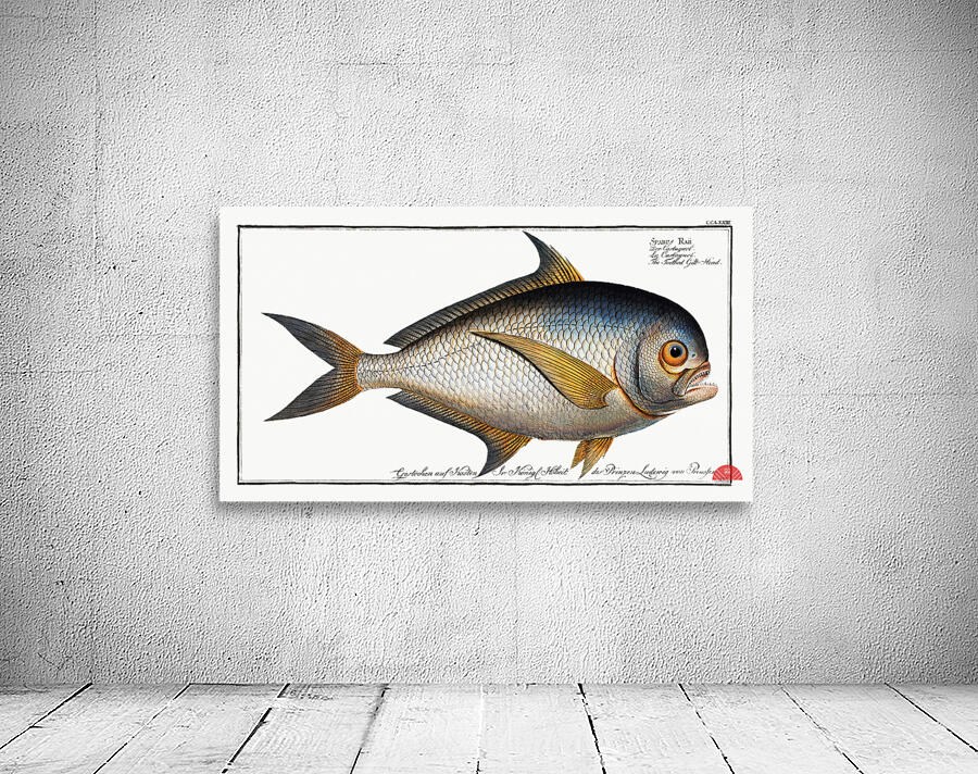 Toothed Gild-Head Sparus Raii Wall Preview