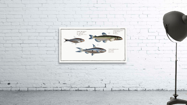 1. Capelan Salmo groenlandicus 2. Tail-spotted Salmon Salmo melanurus 3. Curimate Salmo unimaculatus Wall Preview