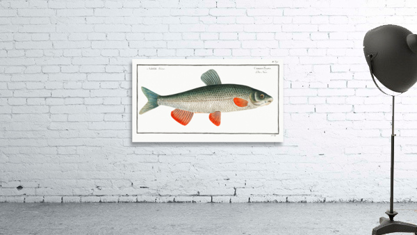 Nase-Carp Cyprinus Nasus Wall Preview