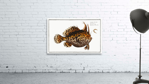 American Toad-Fish Lophius Histrio Wall Preview