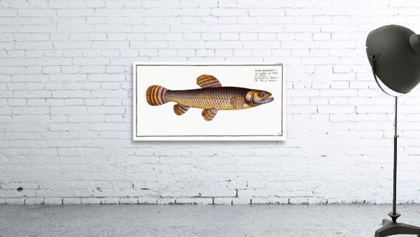 Pike of Malabar Esox malabaricus Wall Preview