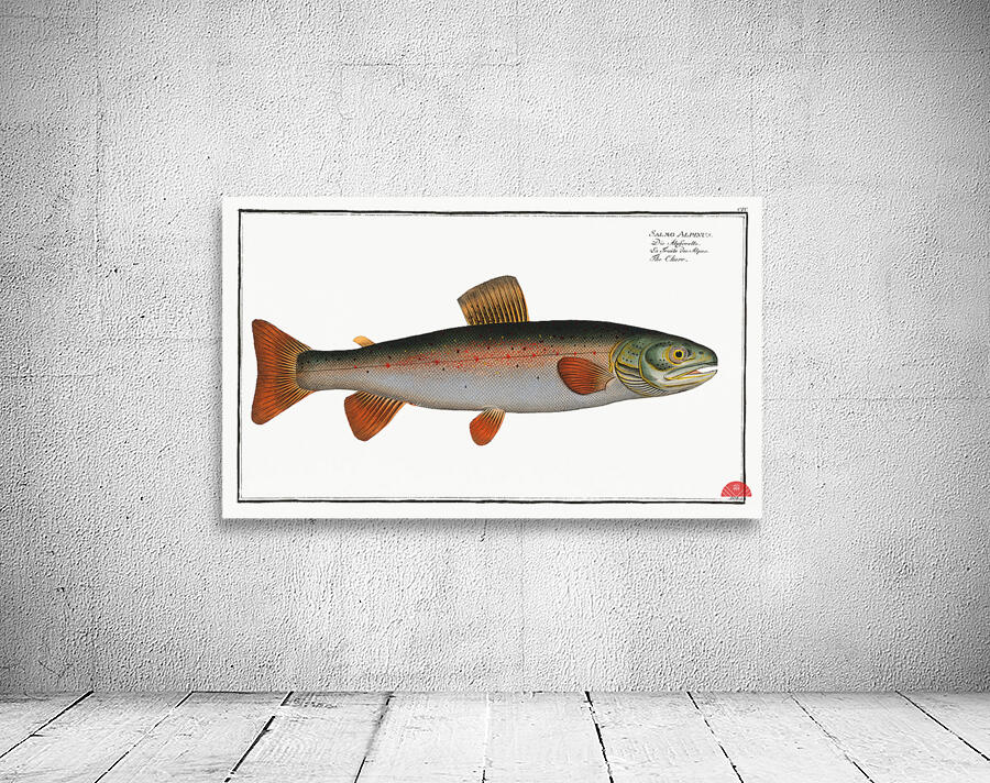 Charr Salmo Alpinus Wall Preview