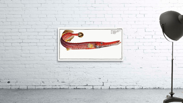 Trumpet Fistularia chinensis Wall Preview