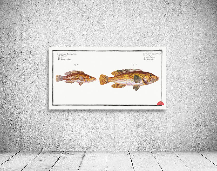 1. Green-fin Lutianus Virescens 2. Snouted Lutian Lutianus Rcstratus Wall Preview