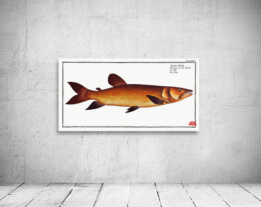 Odoe Salmo Odoe Wall Preview