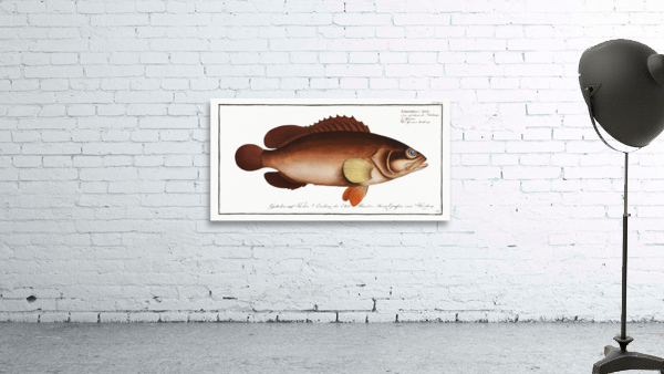 Africain Wall-eye Epinephelus Afer Wall Preview