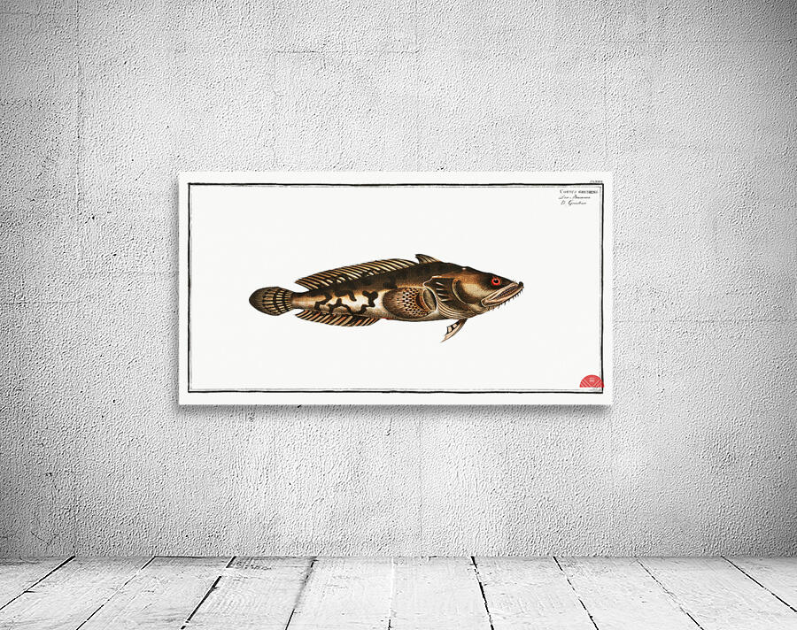 Gottus gruniens Wall Preview