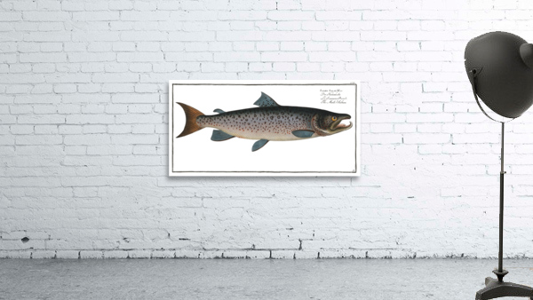 Male-Salmon Salmo Salar Mas Wall Preview