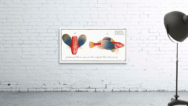 Punctulated Trigla Trigla punctata Wall Preview