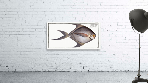 Gray Stromate Stromateus cinereus Wall Preview