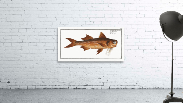 Flat-Nose Polynemus decadactylus Wall Preview