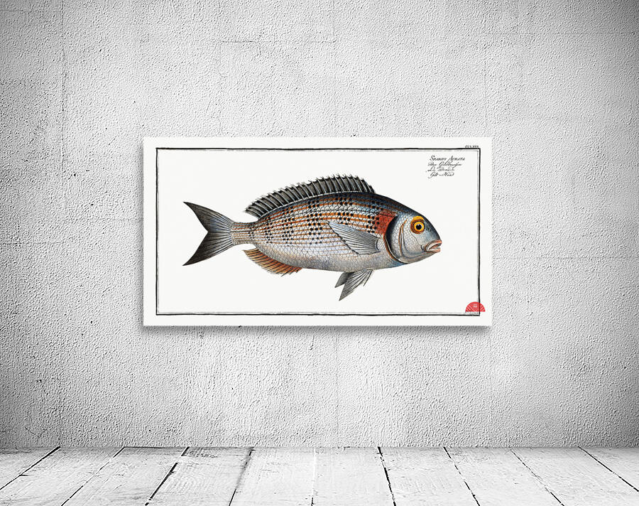 Gilt-Head Sparus Aurata Wall Preview