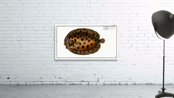 Whiff Pleuronectes punctatus Wall Preview
