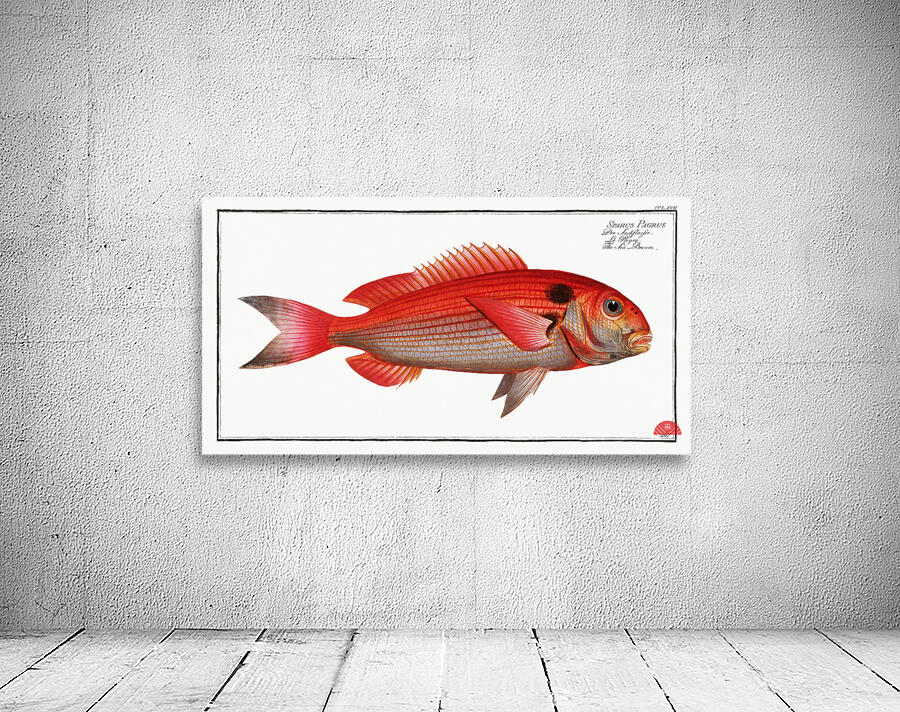 Sea-Bream Sparus Pargus Wall Preview