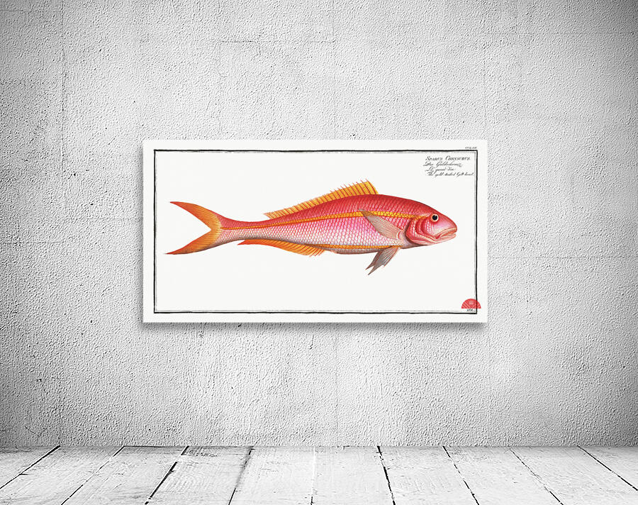 Gold-tailed Gilt-head Sparus Chrysurus Wall Preview