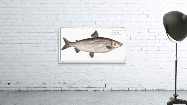 Broad-Gwiniad Salmo Thymallus latus Wall Preview