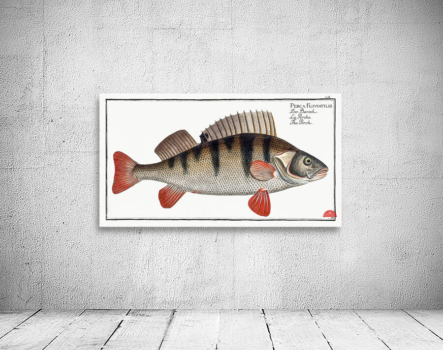 Perch Perca Fluviatilis Wall Preview