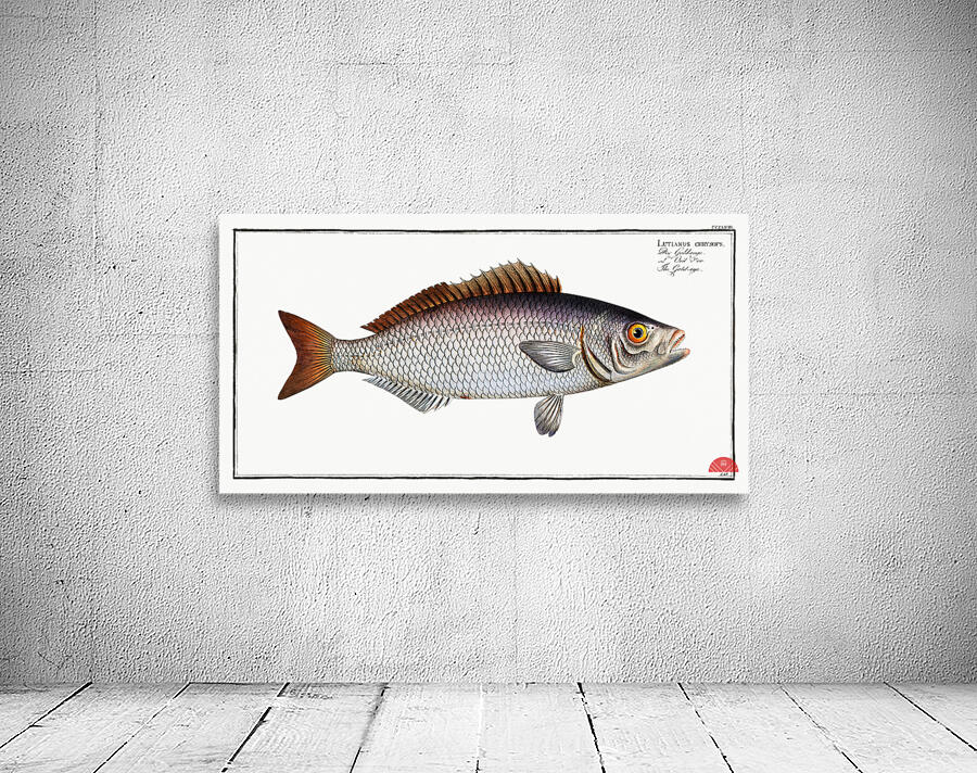 Gold-eye Lutianus chrysops Wall Preview