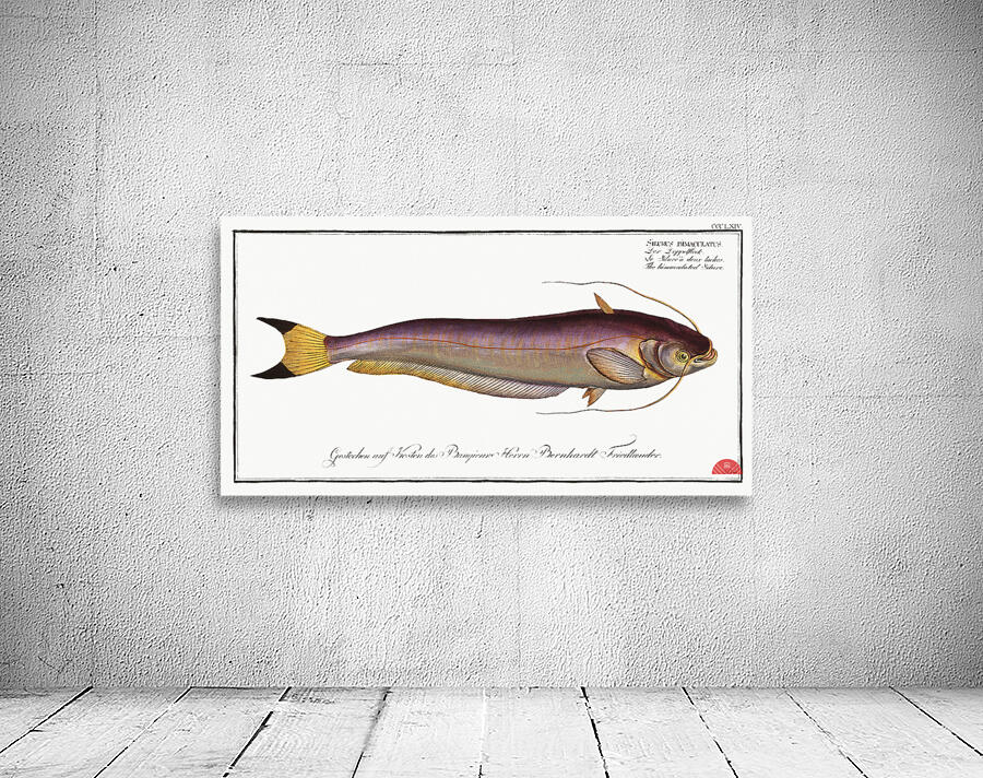 Bimaculated Silure Silurus bimaculatus Wall Preview