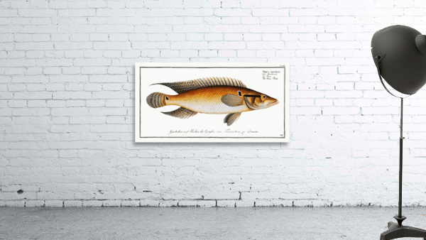 Stone-Perch Perca saxatilis Wall Preview