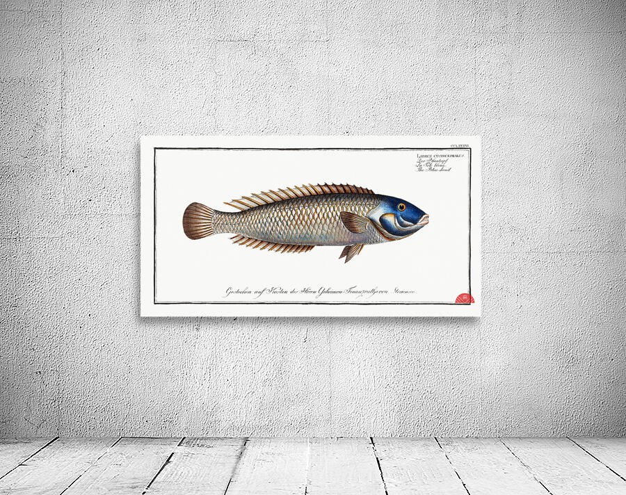 Blue-head Labrus cyanocephalus Wall Preview