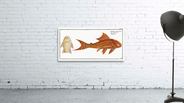 Guacari Loricaria plecostomus Wall Preview