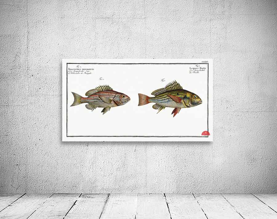 1. Lutjanus Hasta 2. Holocentrus bengalensis Wall Preview