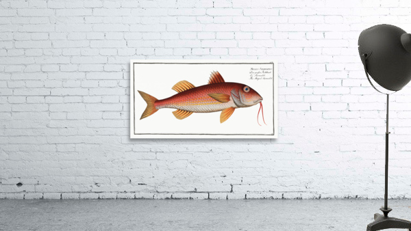 Striped Surmulet Mullus Surmuletus Wall Preview