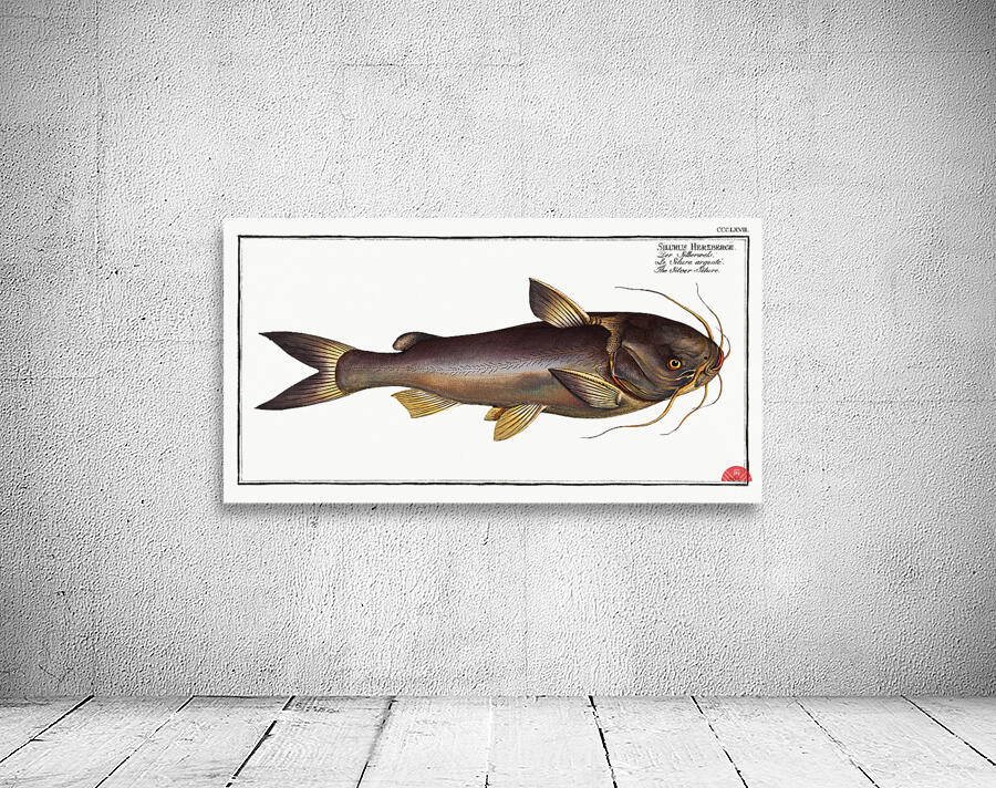 Silver-Silure Silurus Herzbergii Wall Preview