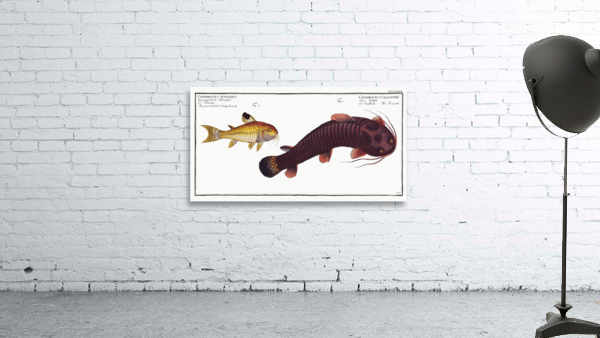 1. Tamoate Cataphractus Callychthis 2. Punctulated Cataphracte Cataphractus punctatus Wall Preview