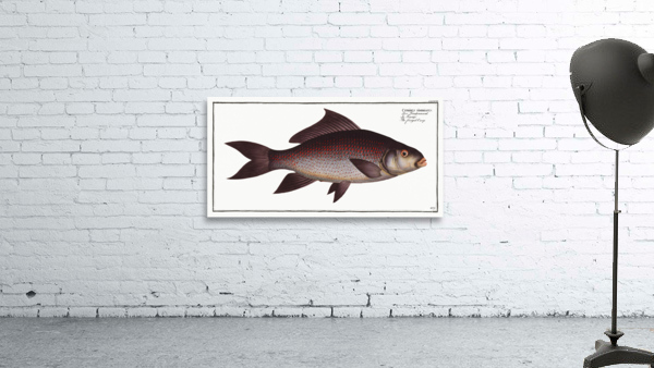 Fringed Carp Cymbrinus fimbriatus Wall Preview