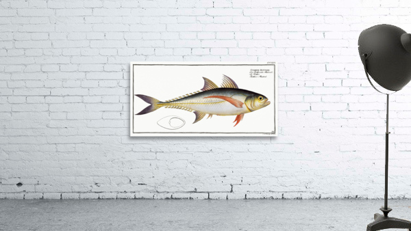 Rottlers Mackrel Scomber Rottleri Wall Preview