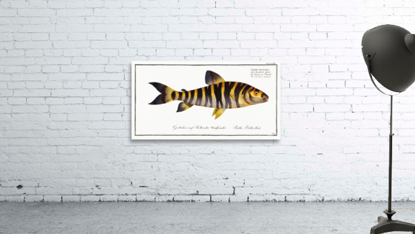 Streaked Salmon Salmo fasciatus Wall Preview