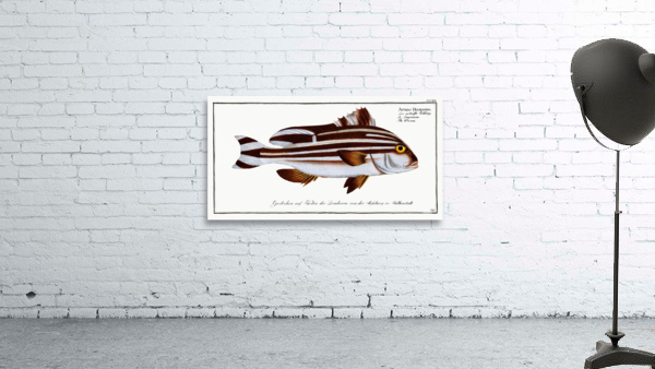 Warna Anthias Diagramma Wall Preview