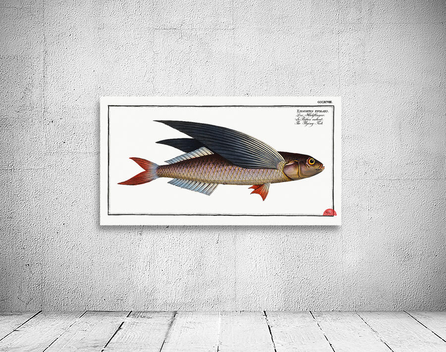 Flying-Fish Exocoetus evolans Wall Preview