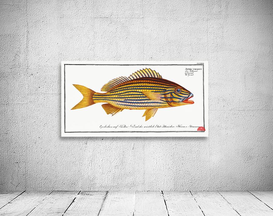 Grunt Anthias formosus Wall Preview