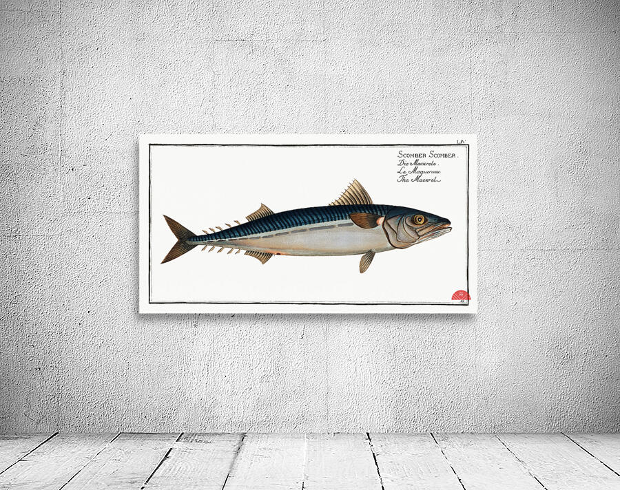 Mackrel Scomber Scomber Wall Preview