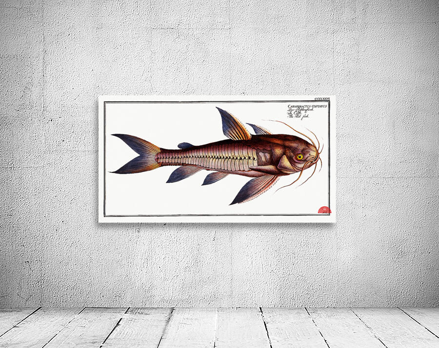 Rib-fish Cataphractus costatus Wall Preview