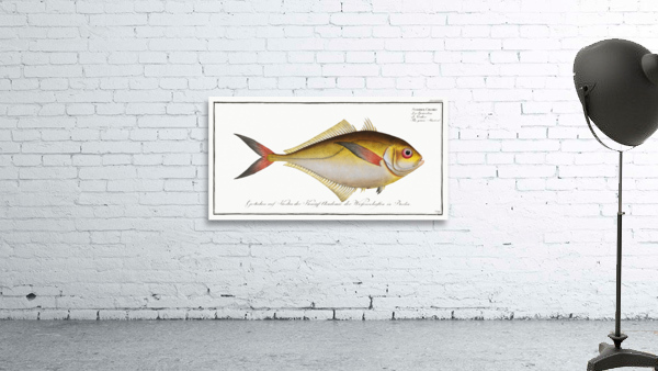 Green Mackrel Scomber Chloris Wall Preview