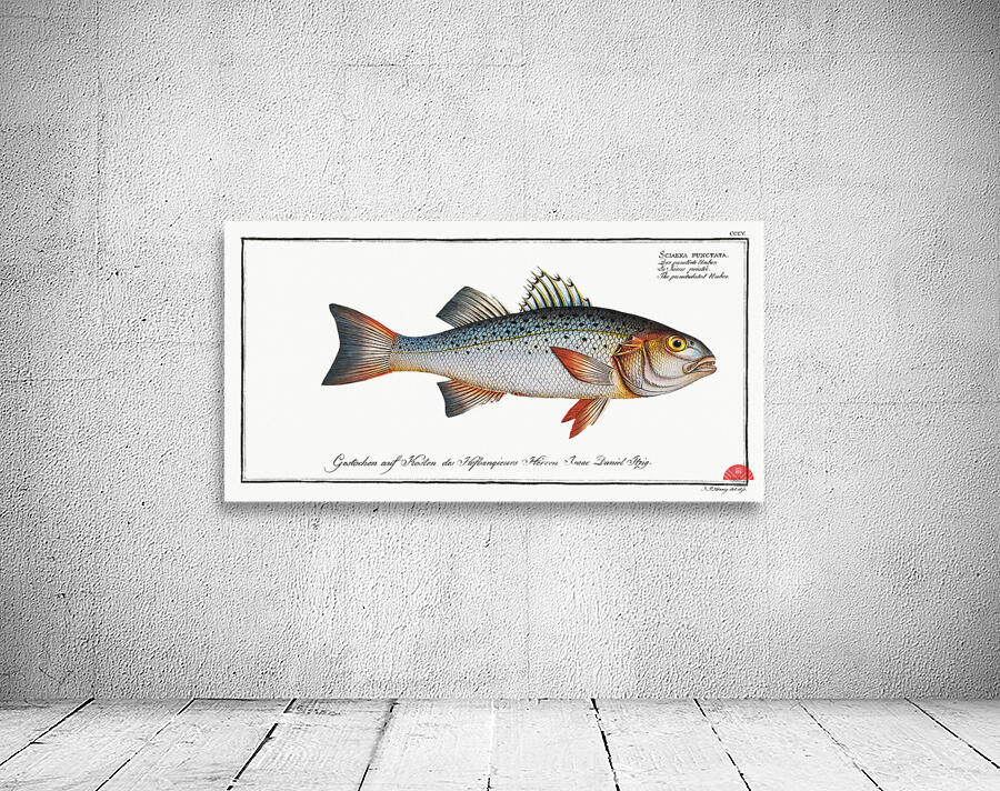 Punctulated Umber Sciaena punctata Wall Preview