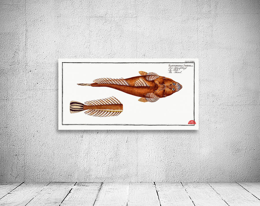 Shovel Platycephalus Spathula Wall Preview