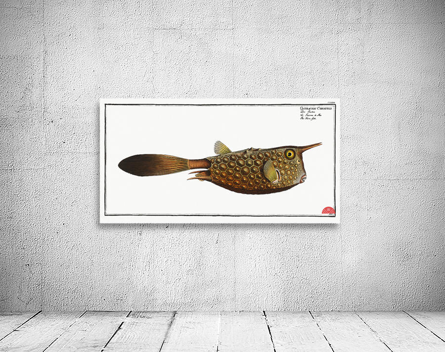 Horn-fish Ostracion Cornutus Wall Preview